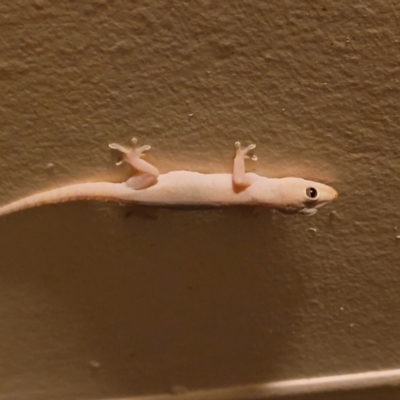 Hemidactylus frenatus (Asian House Gecko) at Nambucca Heads, NSW - 17 Dec 2023 by trevorpreston