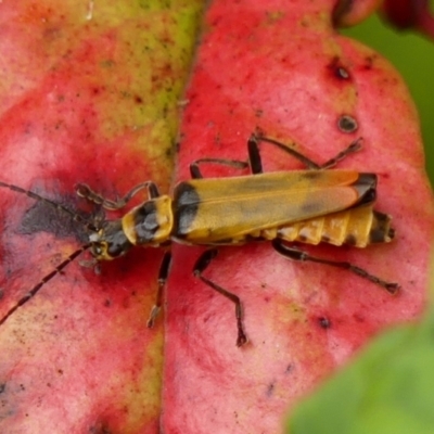 Chauliognathus imperialis (Imperial Soldier Beetle) at Wingecarribee Local Government Area - 10 Dec 2023 by Curiosity