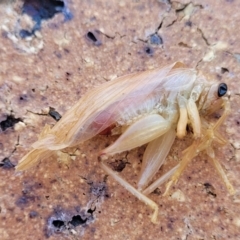 Unidentified Cricket (Orthoptera, several families) at Nambucca Heads, NSW - 17 Dec 2023 by trevorpreston