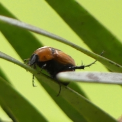 Phyllotocus ruficollis (Nectar scarab) at Wingecarribee Local Government Area - 12 Dec 2023 by Curiosity