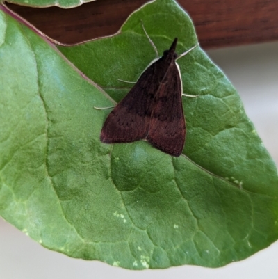 Uresiphita ornithopteralis (Tree Lucerne Moth) at Holder, ACT - 8 Dec 2023 by Miranda