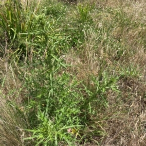 Cirsium vulgare at Emu Creek - 13 Dec 2023 02:20 PM