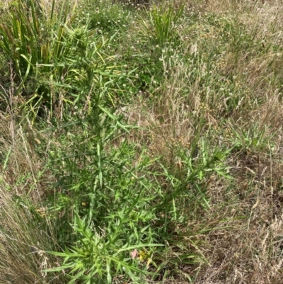 Cirsium vulgare (Spear Thistle) at Flea Bog Flat to Emu Creek Corridor - 13 Dec 2023 by JohnGiacon
