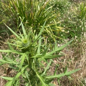 Cirsium vulgare at Emu Creek - 13 Dec 2023 02:20 PM