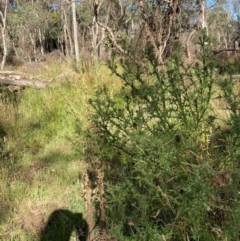 Cirsium vulgare (Spear Thistle) at Bruce Ridge - 15 Dec 2023 by JohnGiacon