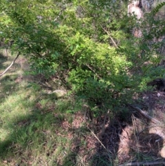 Ligustrum sinense (Narrow-leaf Privet, Chinese Privet) at Bruce Ridge to Gossan Hill - 15 Dec 2023 by JohnGiacon