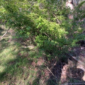 Ligustrum sinense at Bruce Ridge to Gossan Hill - 16 Dec 2023