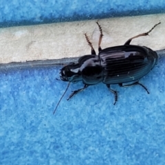 Harpalini (tribe) (Harpaline carab beetle) at Nambucca Heads, NSW - 17 Dec 2023 by trevorpreston