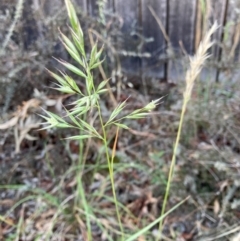 Rytidosperma sp. (Wallaby Grass) at Turner, ACT - 14 Dec 2023 by JohnGiacon