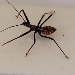 Unidentified Assassin bug (Reduviidae) at Nambucca Heads, NSW - 17 Dec 2023 by trevorpreston