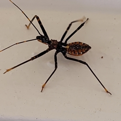 Unidentified Assassin bug (Reduviidae) at Nambucca Heads, NSW - 17 Dec 2023 by trevorpreston