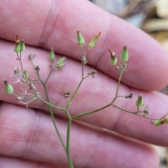 Youngia japonica (Oriental False Hawksbeard) at Nambucca Heads, NSW - 17 Dec 2023 by trevorpreston