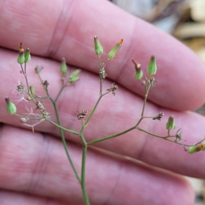 Youngia japonica (Oriental False Hawksbeard) at Nambucca Heads, NSW - 17 Dec 2023 by trevorpreston