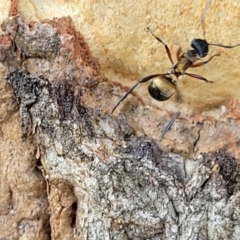 Unidentified Ant (Hymenoptera, Formicidae) at Nambucca Heads, NSW - 17 Dec 2023 by trevorpreston