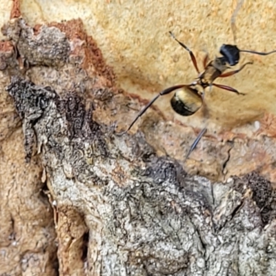 Unidentified Ant (Hymenoptera, Formicidae) at Nambucca Heads, NSW - 17 Dec 2023 by trevorpreston