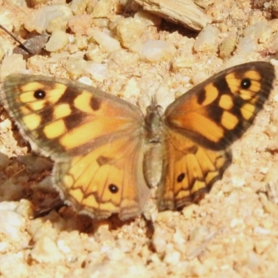 Geitoneura klugii (Marbled Xenica) at Tidbinbilla Nature Reserve - 17 Dec 2023 by JohnBundock