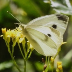 Pieris rapae (Cabbage White) at Tidbinbilla Nature Reserve - 17 Dec 2023 by JohnBundock