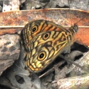 Geitoneura acantha at Tidbinbilla Nature Reserve - 17 Dec 2023