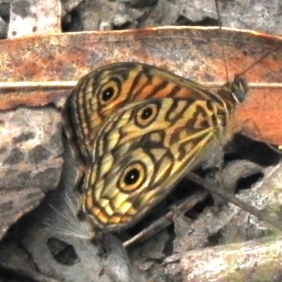 Geitoneura acantha (Ringed Xenica) at Tidbinbilla Nature Reserve - 16 Dec 2023 by JohnBundock