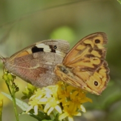 Heteronympha merope (Common Brown Butterfly) at Tidbinbilla Nature Reserve - 17 Dec 2023 by JohnBundock