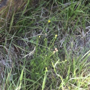 Calotis lappulacea at Lyons, ACT - 17 Dec 2023