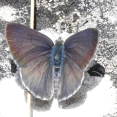 Erina hyacinthina (Varied Dusky-blue) at Paddys River, ACT - 17 Dec 2023 by JohnBundock