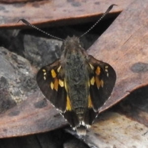 Trapezites phigalioides at Namadgi National Park - 17 Dec 2023