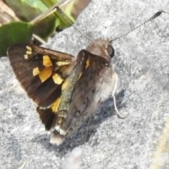 Trapezites phigalioides at Namadgi National Park - 17 Dec 2023