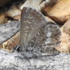 Neolucia agricola (Fringed Heath-blue) at Tidbinbilla Nature Reserve - 17 Dec 2023 by JohnBundock