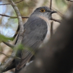 Cacomantis flabelliformis (Fan-tailed Cuckoo) at Paddys River, ACT - 16 Dec 2023 by JohnBundock