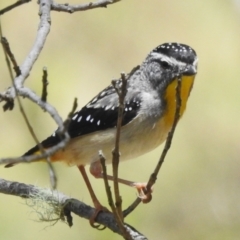 Pardalotus punctatus (Spotted Pardalote) at Tidbinbilla Nature Reserve - 17 Dec 2023 by JohnBundock