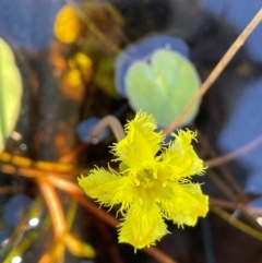 Nymphoides montana (Marshwort) at Paddys River, ACT - 17 Dec 2023 by JaneR