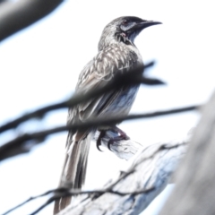 Anthochaera carunculata (Red Wattlebird) at Paddys River, ACT - 17 Dec 2023 by JohnBundock