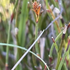 Empodisma minus (Spreading Rope-rush) at Gibraltar Pines - 17 Dec 2023 by JaneR