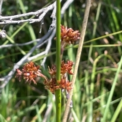 Juncus phaeanthus (Dark-flower Rush) at Paddys River, ACT - 17 Dec 2023 by JaneR