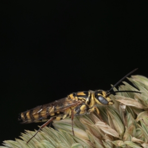 Thynninae (subfamily) at Murrumbateman, NSW - 18 Dec 2023 10:33 AM