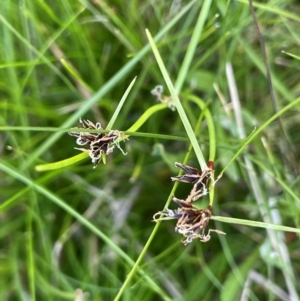 Schoenus apogon at Gibraltar Pines - 17 Dec 2023