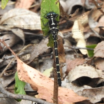 Eusynthemis guttata (Southern Tigertail) at Tidbinbilla Nature Reserve - 17 Dec 2023 by JohnBundock