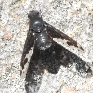 Anthrax maculatus at Namadgi National Park - 17 Dec 2023 12:36 PM