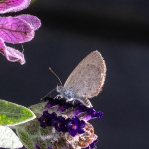 Zizina otis at Murrumbateman, NSW - 16 Dec 2023