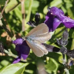 Zizina otis at Murrumbateman, NSW - 16 Dec 2023