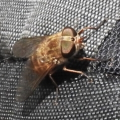 Dasybasis sp. (genus) (A march fly) at Namadgi National Park - 17 Dec 2023 by JohnBundock