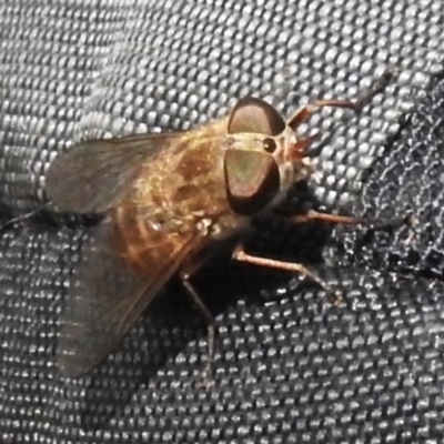 Dasybasis sp. (genus) (A march fly) at Cotter River, ACT - 17 Dec 2023 by JohnBundock