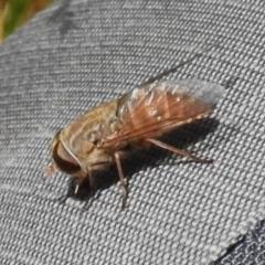 Dasybasis sp. (genus) at Namadgi National Park - 17 Dec 2023 12:54 PM