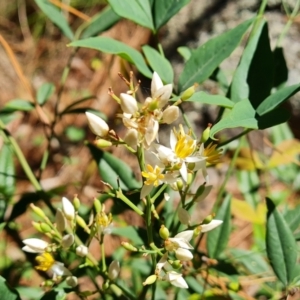 Nandina domestica at Isaacs Pines (ICP) - 18 Dec 2023