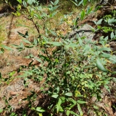 Nandina domestica at Isaacs Pines (ICP) - 18 Dec 2023