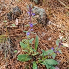 Ajuga australis (Austral Bugle) at Isaacs Pines (ICP) - 17 Dec 2023 by Mike