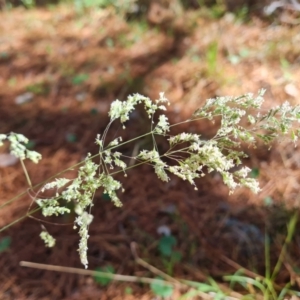 Poa sp. at Isaacs Ridge and Nearby - 18 Dec 2023