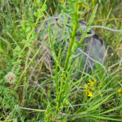 Senecio bathurstianus (Rough Fireweed) at Jerrabomberra, ACT - 16 Dec 2023 by Mike