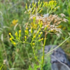 Senecio bathurstianus at Isaacs Ridge and Nearby - 17 Dec 2023